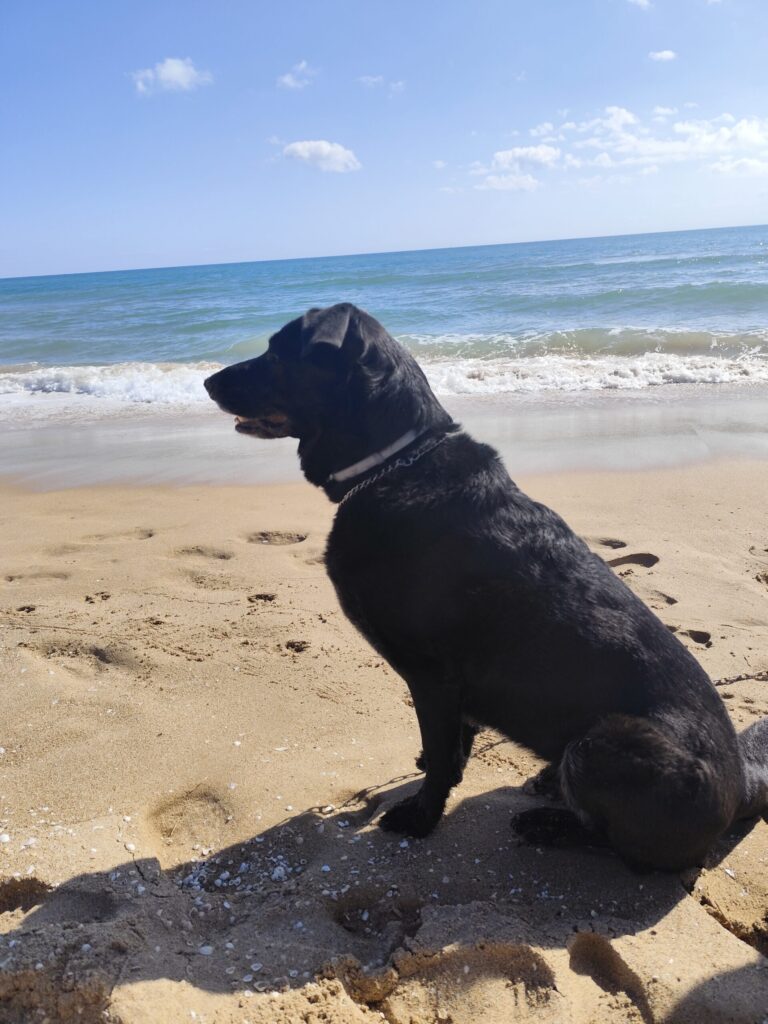 Perro negro sentado en la playa de Xeraco mirando al mar